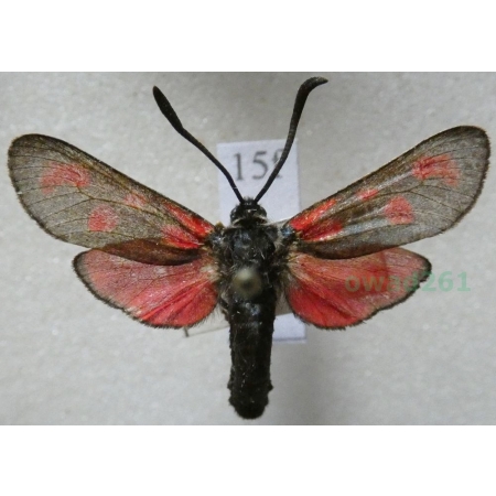 Zygaena filipendulae (Linnaeus, 1758) Kraśnik sześcioplamek Czech15f